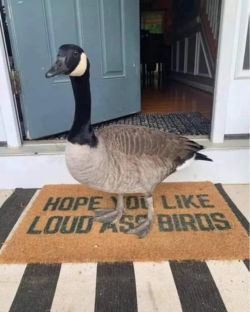 Goose standing on a doormat that says 'Hope you like loud ass birds' at the door.