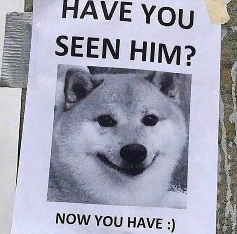 Have you seen him? Smiling dog photo with text.