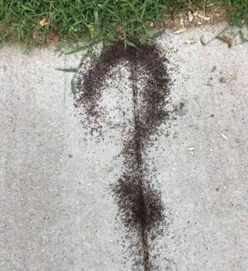 Question mark shape made with black pepper on concrete ground.