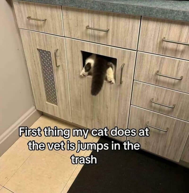 Cat's hind legs and tail sticking out of a cabinet opening with text about cat's behavior.