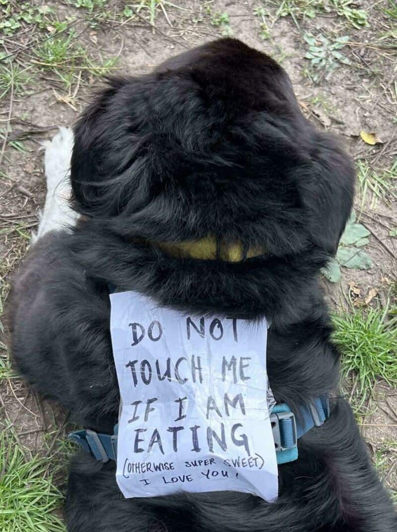 Black puppy with a sign saying 'Do not touch me if I am eating'.