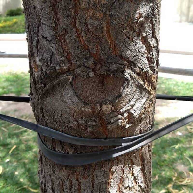 Tree with a face-like knot and black straps around it.