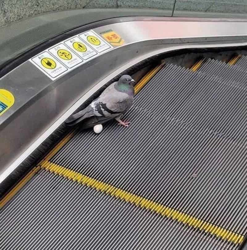 Pigeon sitting on an escalator step with a white ball, near safety signs.