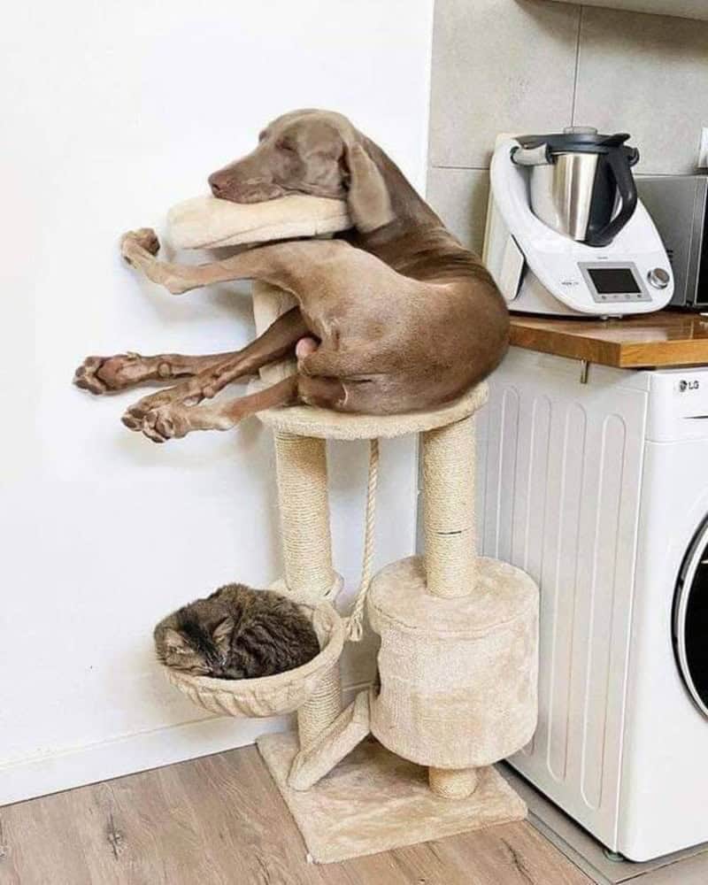 Dog lying on a cat tree with a pillow in its mouth, cat sleeping below.