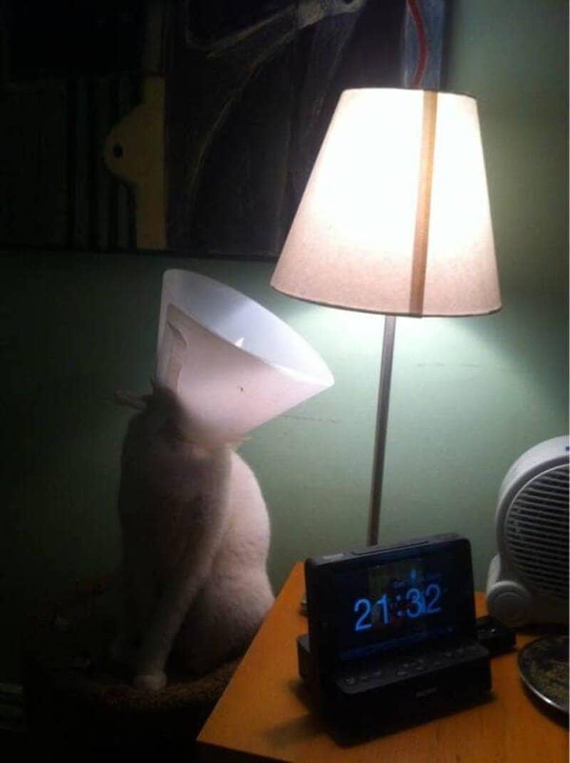 Cat with a lampshade on its head sitting on a table next to a clock and a lamp.
