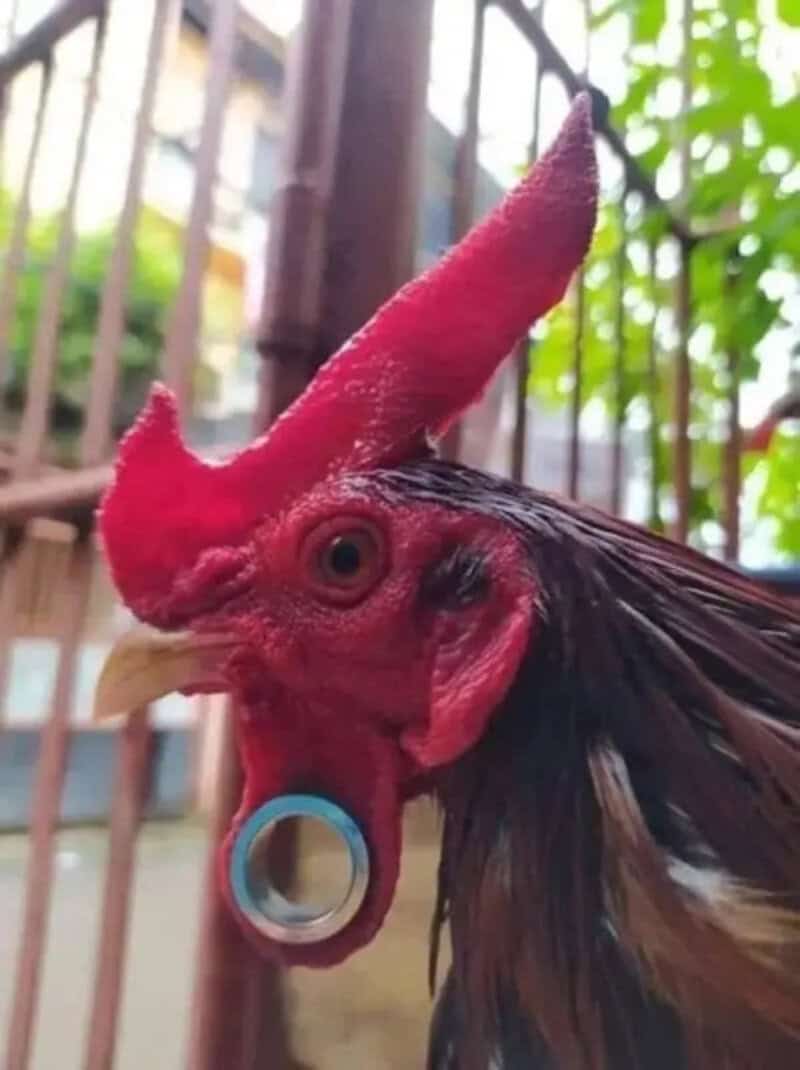 Close-up of a rooster with a large, red comb and a ring in its beak.