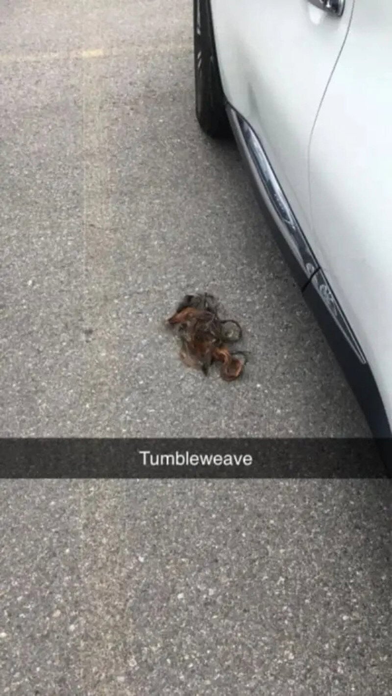 A small, dead animal on the ground near a white car, with the caption 'Tumbleweave'.