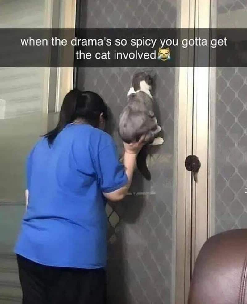 Person holding a cat against a door with a caption about drama and cats.