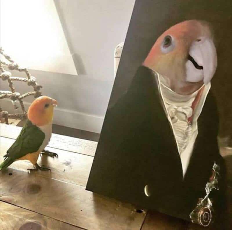 A bird with a painted face looking at a painting of a bird in a tuxedo.