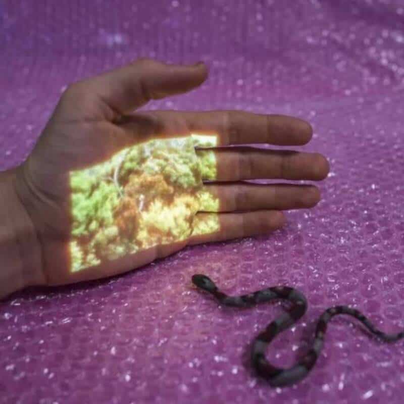 Hand with a projection of trees and sky, with a snake on pink textured surface.