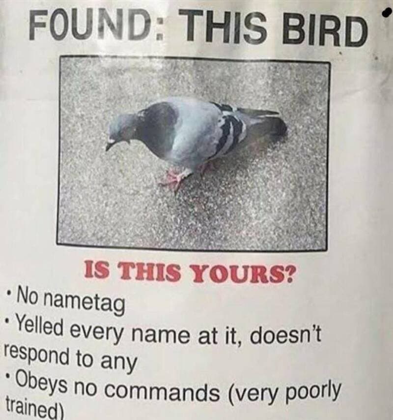 This bird. Is this yours? No nametag, yells every name, doesn't respond, disobedient.