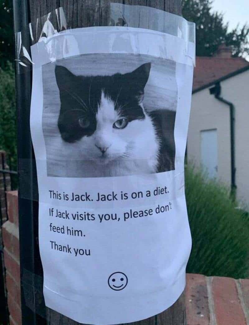 Notice about Jack the cat on a diet with a photo and a smiley face.