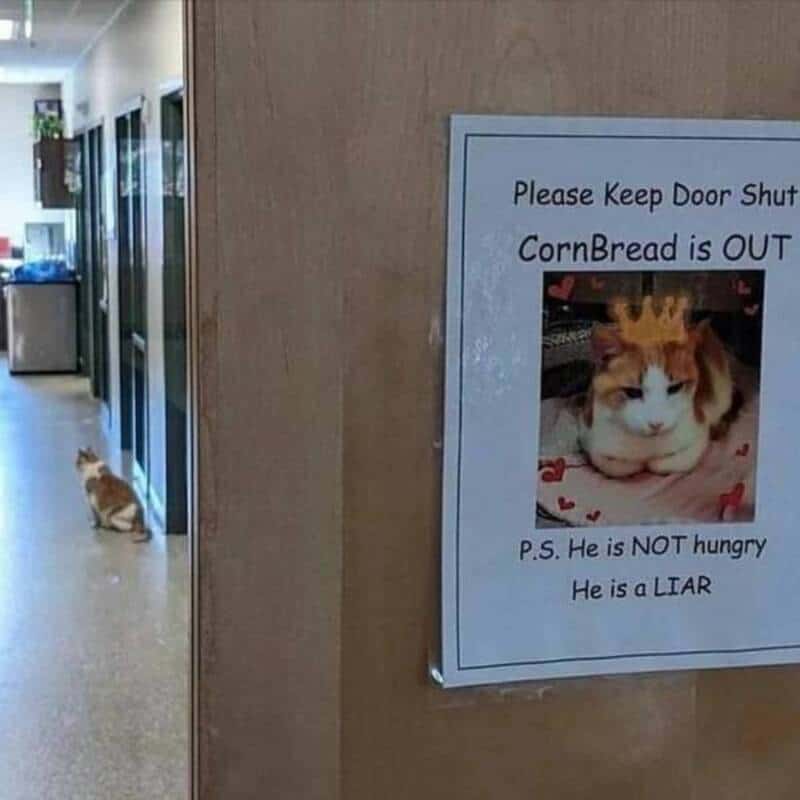 Sign on wall with a cat photo, says CornBread is OUT, not hungry, and a liar.