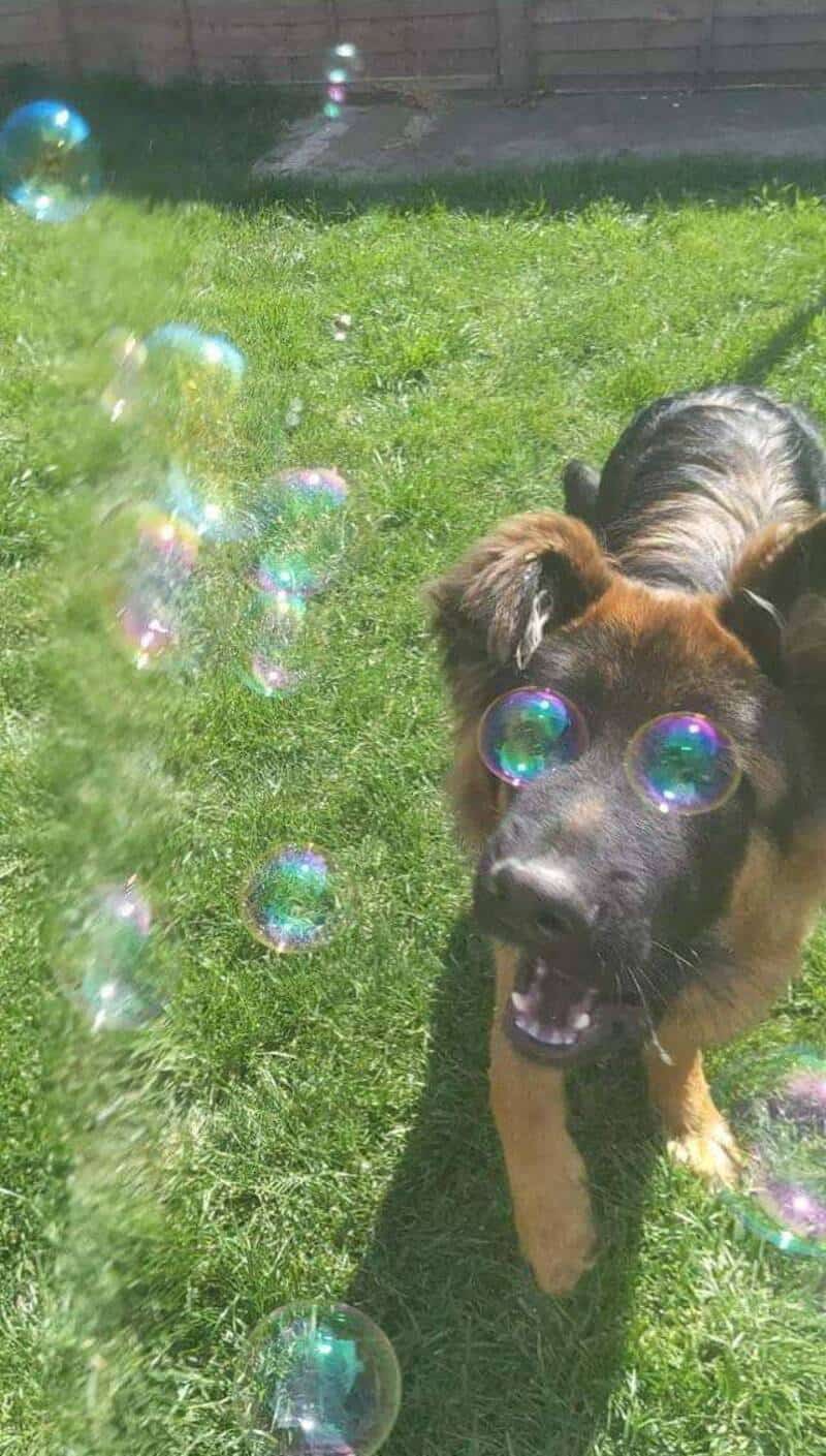 Dog with bubbles on its face in a grassy yard.