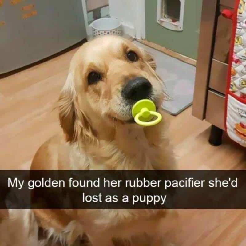 Golden retriever with a green pacifier in its mouth in a kitchen.