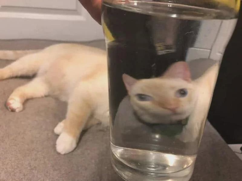 Cat's face reflected in a glass of water, lying on the floor.