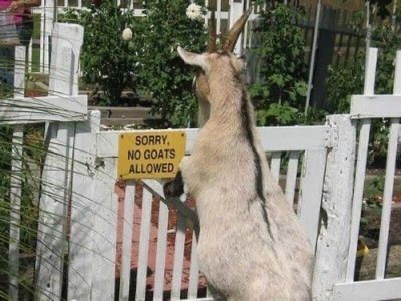 Goat standing by a gate with a sign that says 'Sorry, no goats allowed'.