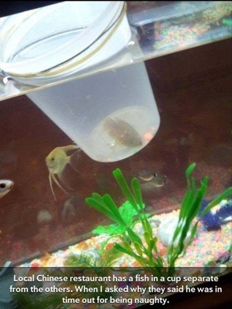 Fish in a cup separated from others in a fish tank with plants and gravel.