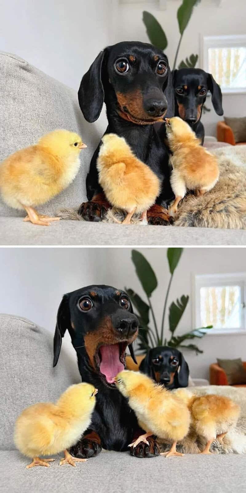 Dachshund with two ducklings in a living room setting.