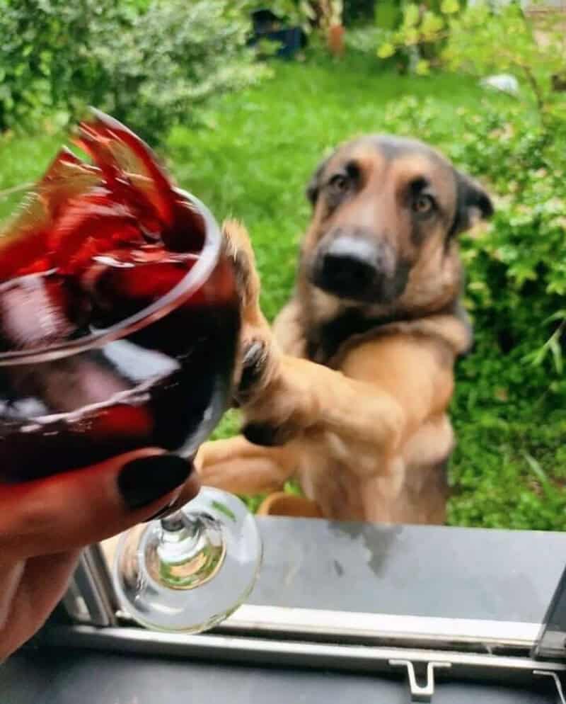 Dog reaching for a glass of red wine outside in a garden.