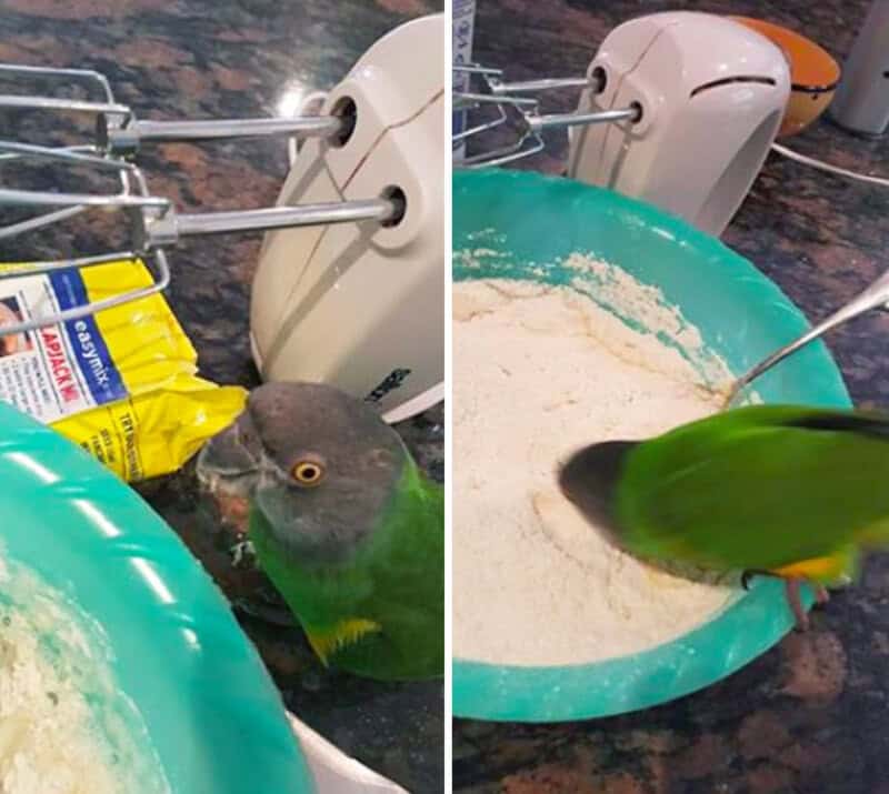Parrot with a mixer and flour, looking confused in a kitchen.