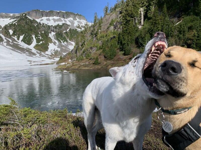 Two dogs playfully biting each other near a mountain lake.