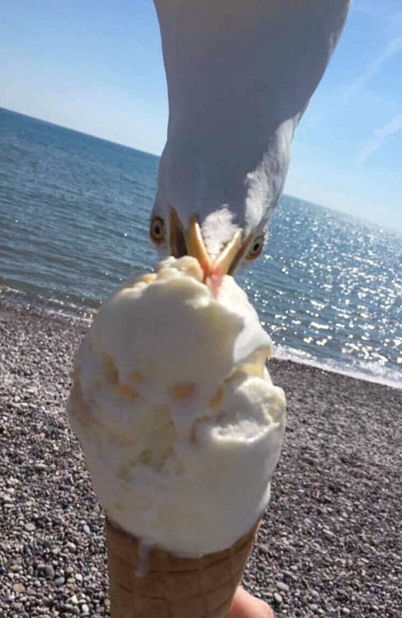 Seagull with ice cream cone on beach, looking directly at camera.