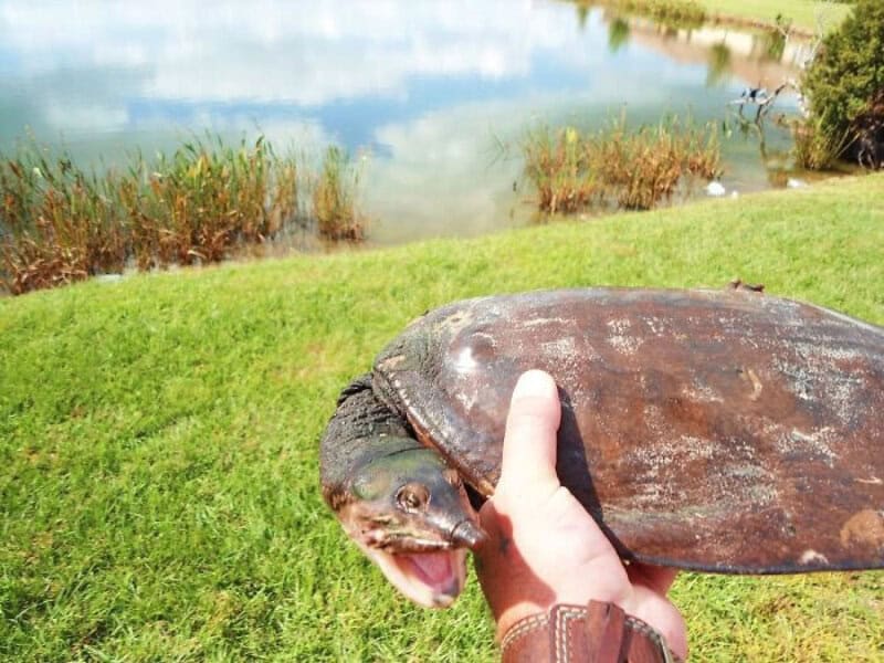 Person holding a large turtle near a pond with grass and reeds.