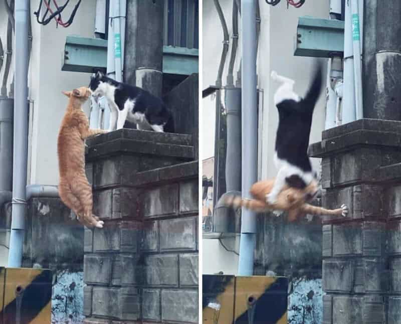 Cat falling off wall after being pushed by another cat.
