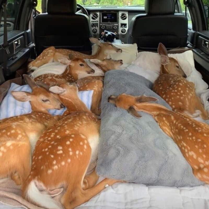 Group of fawns resting inside a vehicle, some lying on blankets and others on the seats.