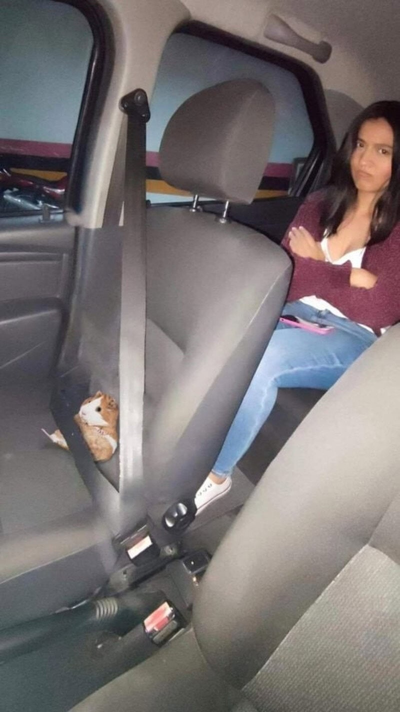Young woman sitting in car with a small dog in the back seat.