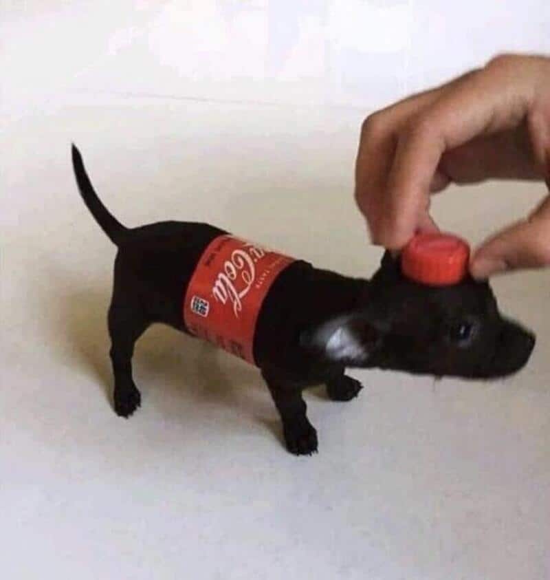 Small black dog with a Coca-Cola label and a red bottle cap on its back.