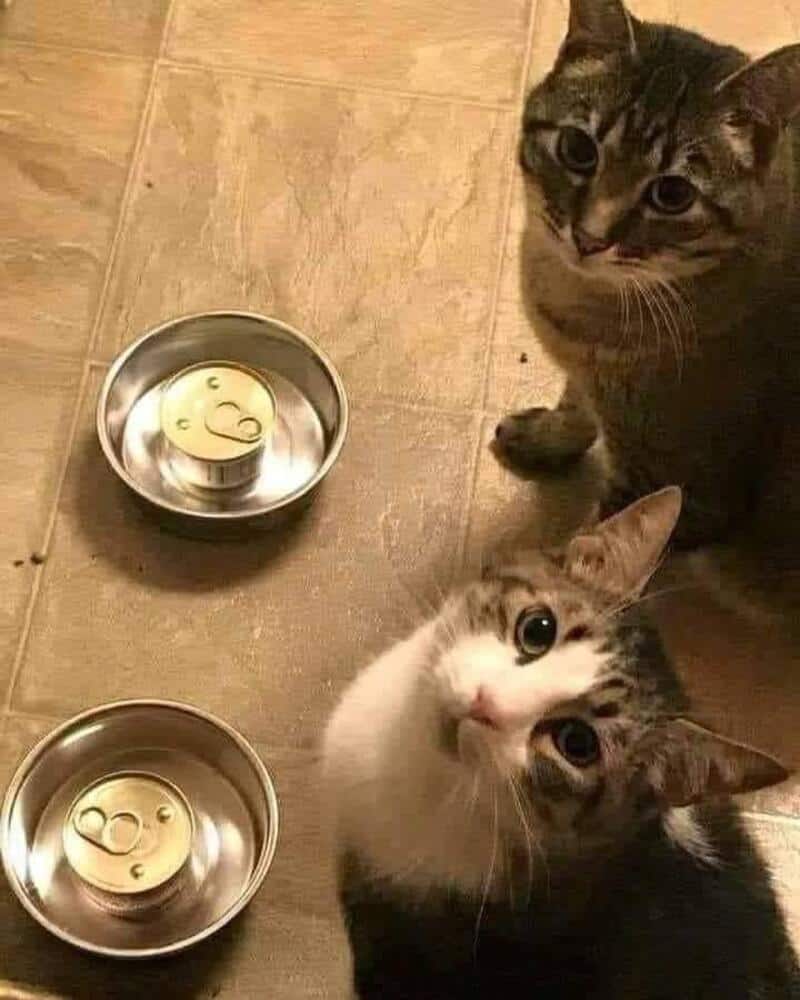 Two cats sit near two empty pet bowls with smiley face designs.