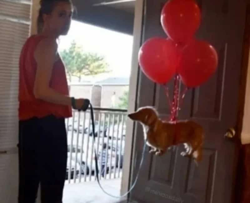 Girl holding leash with a dog floating in front of balloons inside a house.
