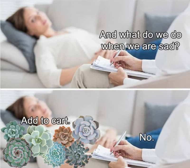 Patient asks what to do when sad, doctor suggests adding succulents to cart, patient says no.