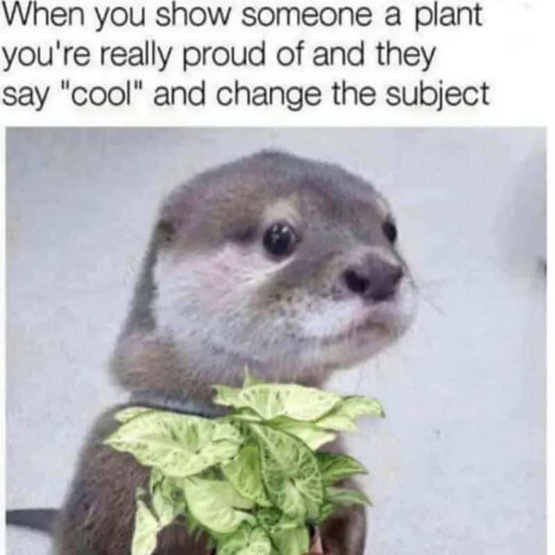 When you show someone a plant you're really proud of and they say "cool" and change the subject.