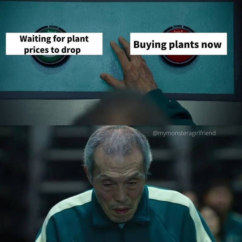 Waiting for plant prices to drop or buying plants now, with a stressed man below.