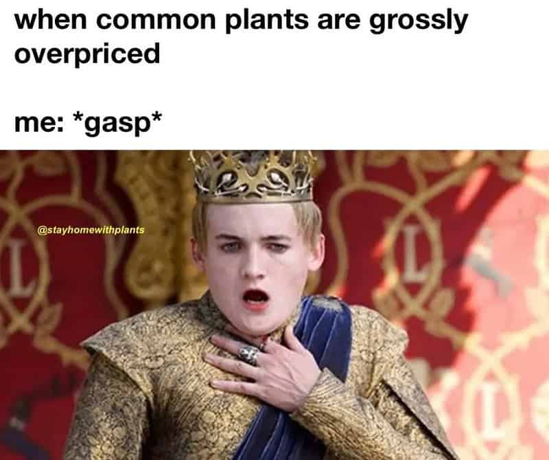 When common plants are grossly overpriced me: *gasp*.