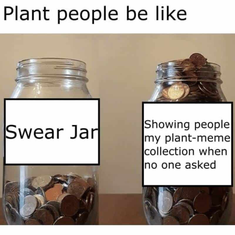 Plant people be like: Swear Jar and Showing people my plant-meme collection when no one asked.