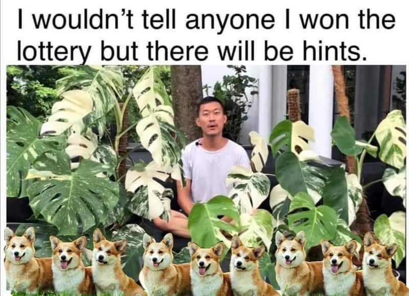 Person sitting among large green plants with a meme caption about winning the lottery.
