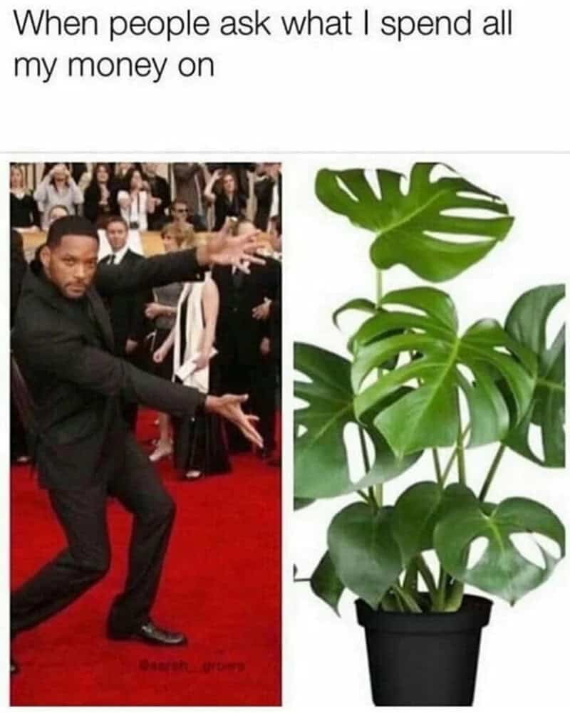 When people ask what I spend all my money on, a man dancing and a potted plant.