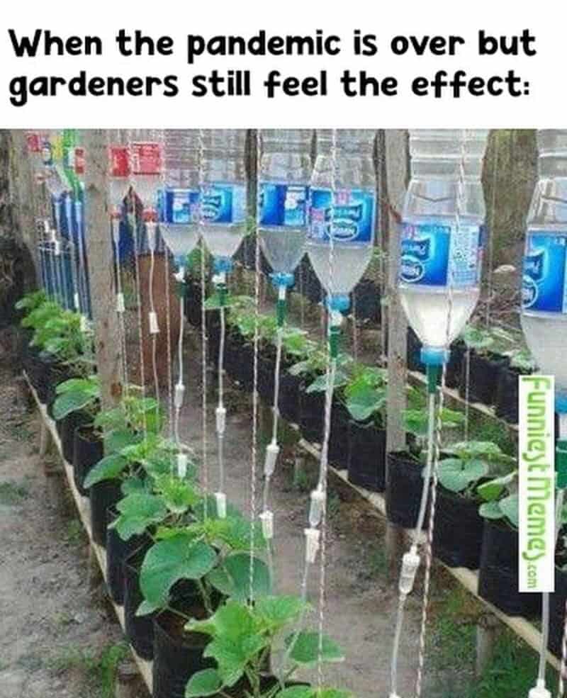 Gardening during pandemic with watering bottles as irrigation system.