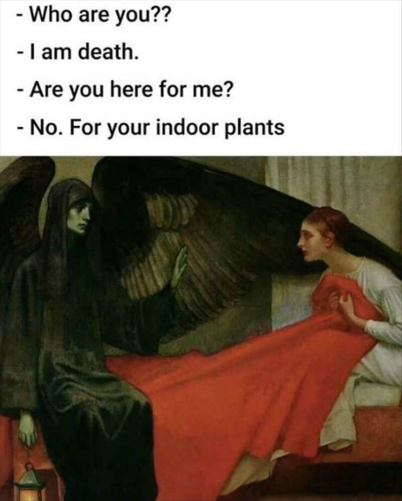 Dark figure with wings and a woman in a red dress talking, meme about indoor plants.