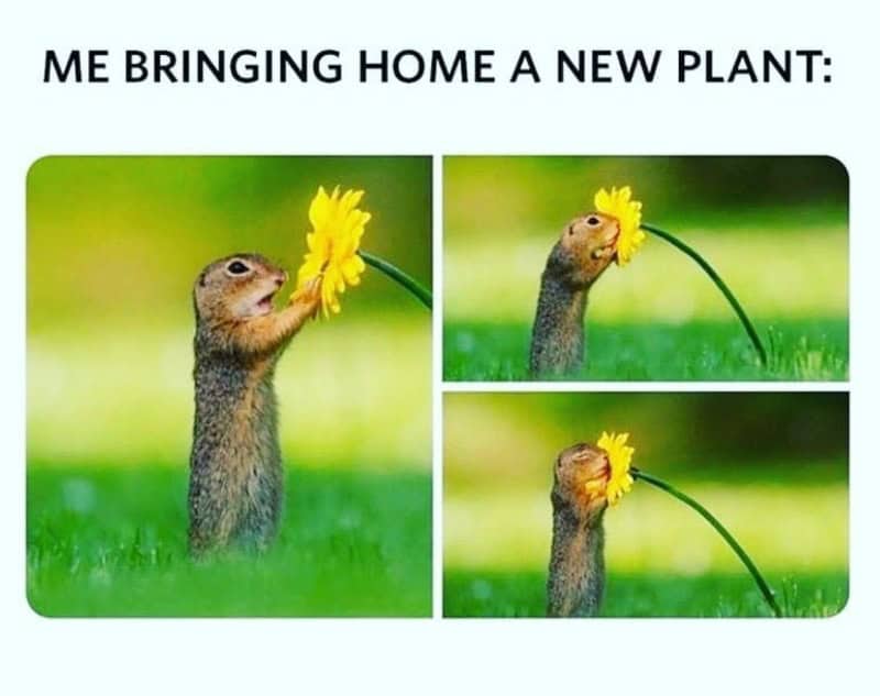 Me bringing home a new plant meme with a squirrel and a flower.