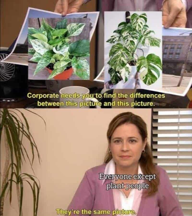 Comparison of two plant pictures with a woman in an office setting.