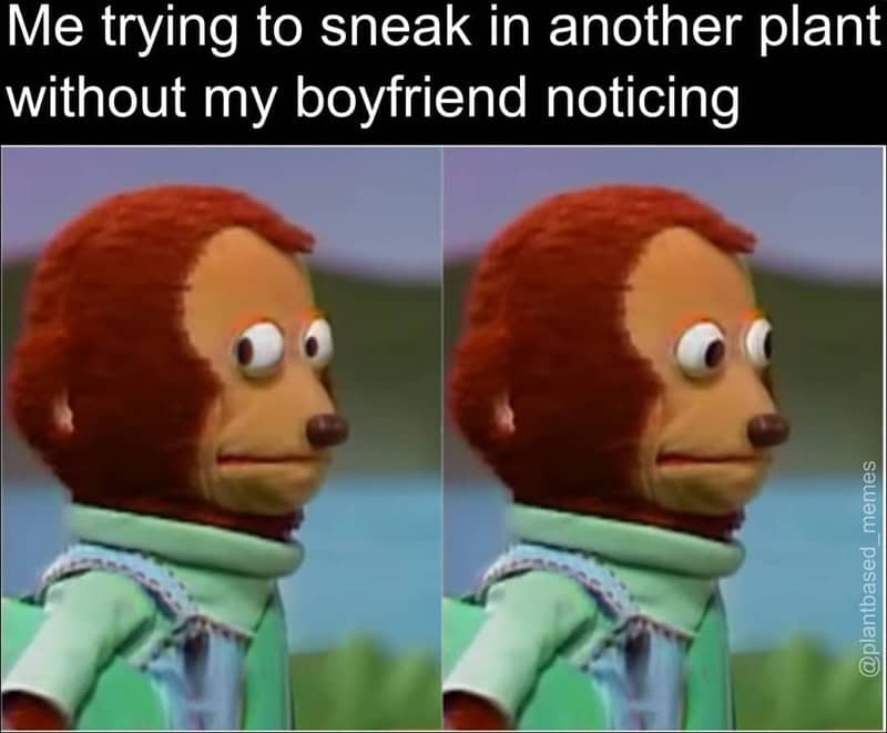 Monkey puppet looking to the side with text about sneaking into a plant without boyfriend noticing.