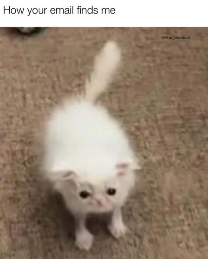 Cute white kitten with big eyes and fluffy tail on carpet.