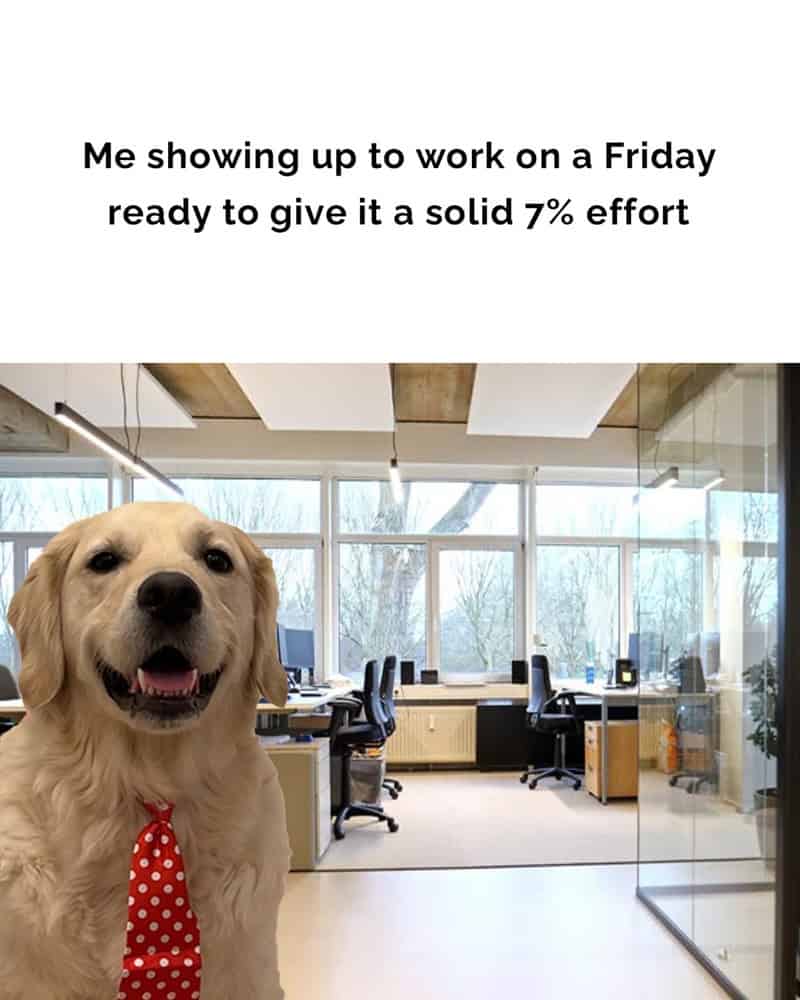 Dog in office with caption about giving 7% effort on Friday.