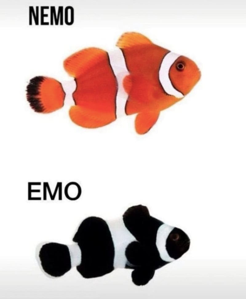 Two plush clownfish toys labeled Nemo and Emo, with Nemo in orange and white, Emo in black and white.