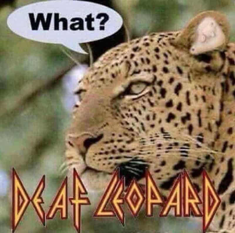 Leopard with a speech bubble saying 'What?' and the text 'DEAF LEOPARD' at the bottom.